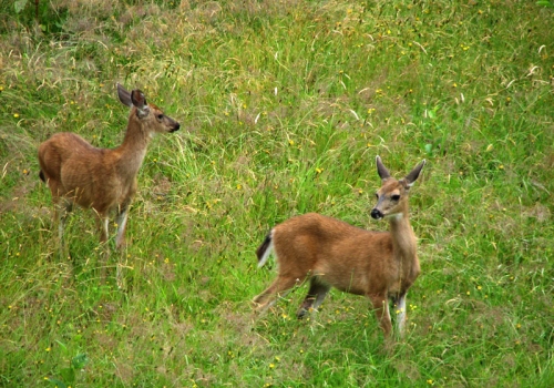 11deer