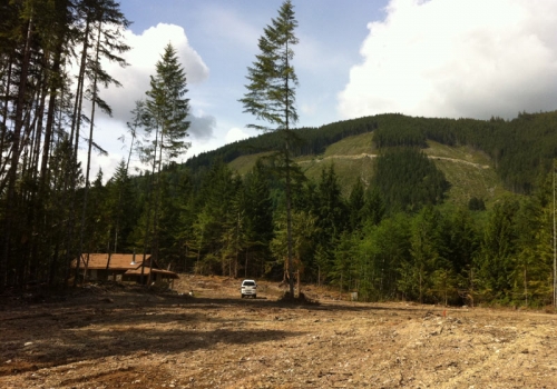 1athe-newly-cleared-land
