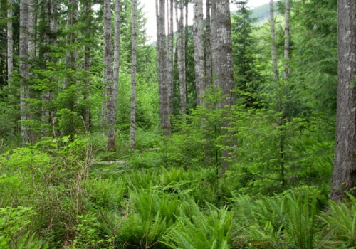 04dh-modana-ferns-trees-portrait