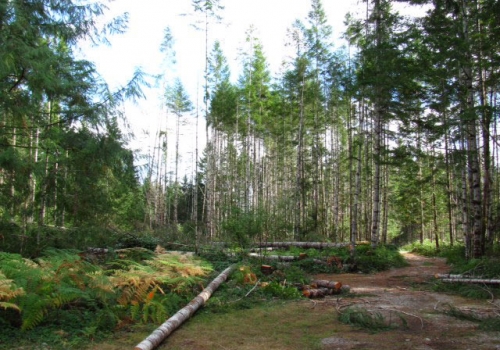12-2011-clearing-the-land
