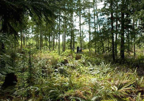 5dh-modana-ferns-trees3